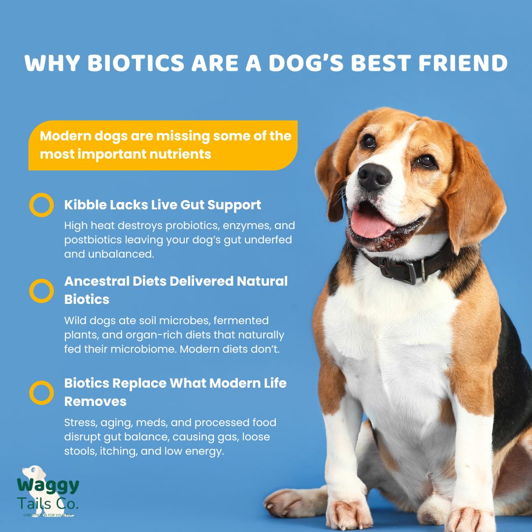 Waggy Tails Co: Tribiome Belly Bites™